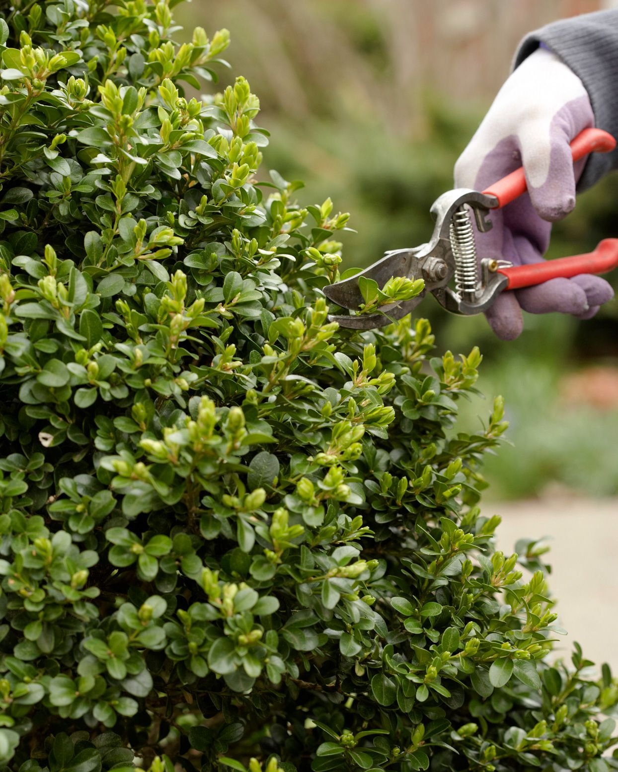 pruning-boxwood-evergreen-tree-2c2511b61ec26b407bdb0a5508590519eba6ec42-db040dd5eb8f42e2b6517d75b51299a9